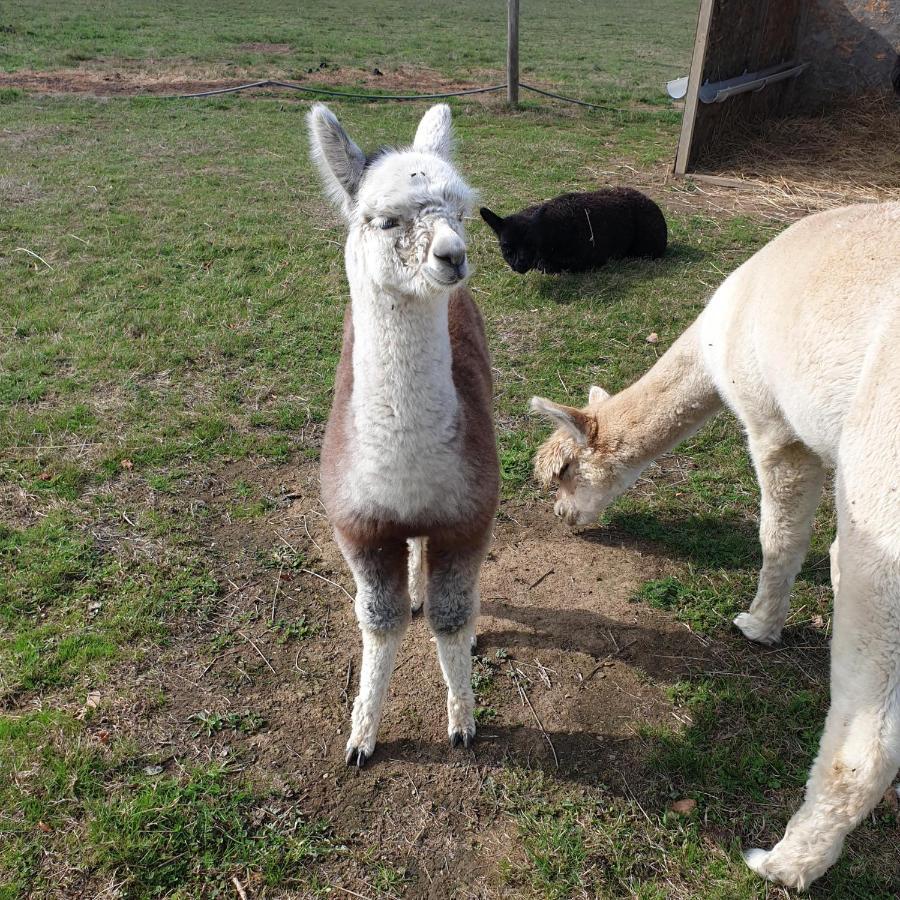 The Alpaca B&B Chalais  Eksteriør bilde