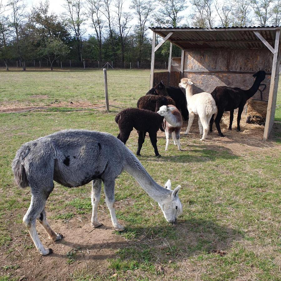 The Alpaca B&B Chalais  Eksteriør bilde