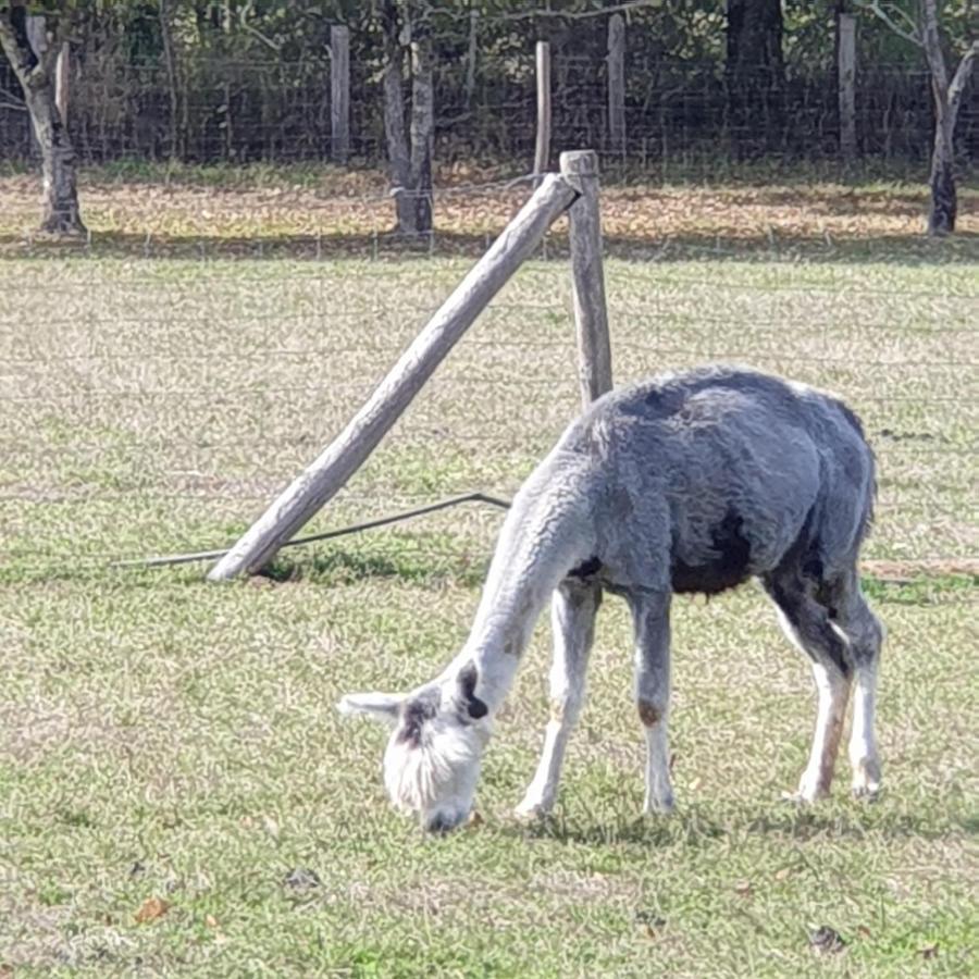 The Alpaca B&B Chalais  Eksteriør bilde