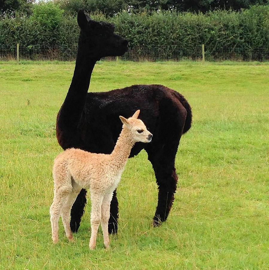 The Alpaca B&B Chalais  Eksteriør bilde